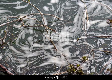 Taplow, Buckinghamshire, Großbritannien. 2.. April 2022. Verschmutzung auf dem Jubilee River in Taplow. Im Jahr 2021 haben Wasserunternehmen in England 372.533 Mal Rohabwässer in Flüsse geleitet. Bis 2040 sollen die Abwassereinleitungen in Flüsse um 40 % reduziert werden, aber viele Umweltschützer sagen, dass dies zu wenig, zu spät ist. Quelle: Maureen McLean/Alamy Live News Stockfoto