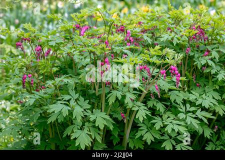 Die Blumen des blutenden Herzens Dicentra Spectabils Stockfoto