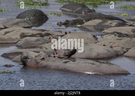 Gruppe von Flusspferden (Hippopotamus amphibius) im Ngorongoro-Krater, Tansania Stockfoto