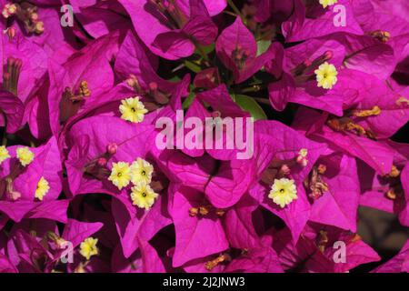 Blüten einer Bougainvillea (Bougainvillea glabra), Tansania Stockfoto