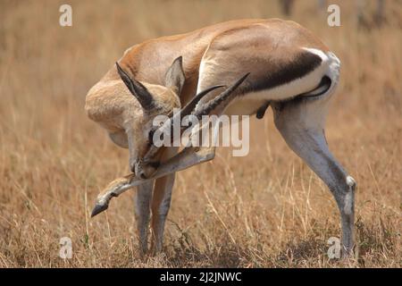 Männliche Thomsons-Gazelle (Gazella thomsonii) im Ngorongoro-Krater, Tansania Stockfoto