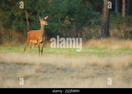 Rothirschweibchen (Cervus elaphus) in der Hoge Veluwe, Niederlande Stockfoto