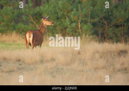 Rothirschweibchen (Cervus elaphus) in der Hoge Veluwe, Niederlande Stockfoto