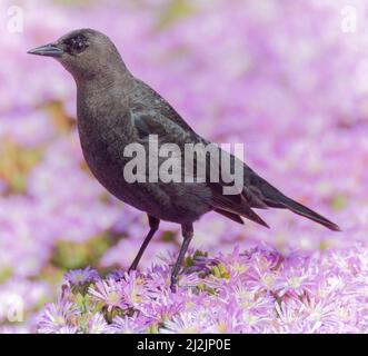 Brewer's Blackbird weibliche Erwachsene Nahrungssuche. Monterey County, Kalifornien, USA. Stockfoto