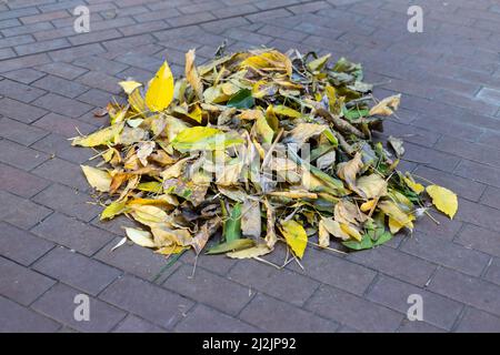 Die Putzfrau fegt die gefallenen gelben Baumblätter zusammen, um einen Haufen auf der Stadtstraße zu bilden, der im Winter in den Abfalleimer eingesammelt wird Stockfoto