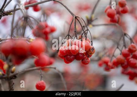 Beeren von rotem Viburnum. Unscharfer Hintergrund. Stockfoto