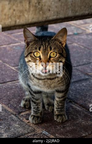 Eine Katze einer europäischen Rasse auf der Straße posiert für einen Fotografen. Nahaufnahme Stockfoto