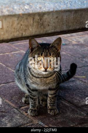 Eine Katze einer europäischen Rasse auf der Straße posiert für einen Fotografen. Nahaufnahme Stockfoto