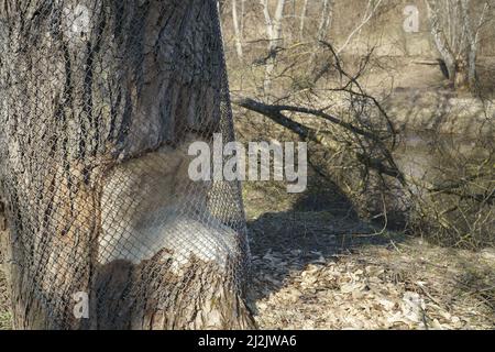 Schäden an einem Baum im Wildpark, verursacht durch einen Biber. Schutz des Baumstamms vor Schäden durch Nagetiere durch Abdeckung mit einem Metallgeflecht. Stockfoto