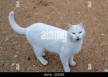 Eine weiße Katze steht auf der Straße und posiert vor der Kamera. Nahaufnahme. Stockfoto