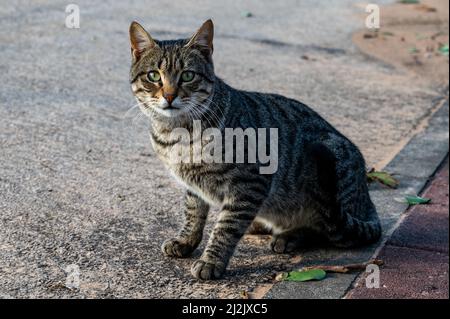 Eine Katze einer europäischen Rasse auf der Straße posiert für einen Fotografen. Nahaufnahme Stockfoto