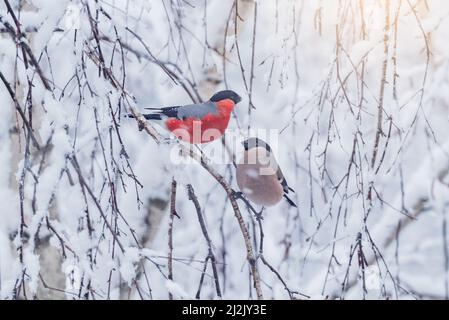 Ein Paar Gimpel-Vögel am Baumzweig am Wintertag. Stockfoto