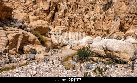 Wadi Ghuweir Canyon Landschaft, Jordanien. Stockfoto