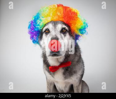 Porträt eines australischen Huskys mit Clownnase, mehrfarbiger Perücke und Fliege Stockfoto