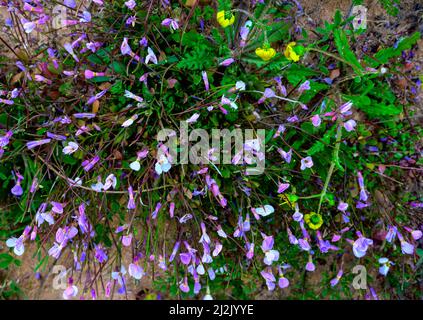 Violette und weiße Blume des kleinen Basilikums Acinos arvensis. Das Hotel liegt in einem Pinienwald in der Soria Berg. Draufsicht. Stockfoto