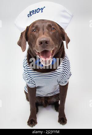 Chocolate labrador Hund als Seemann gekleidet Stockfoto