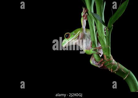Nahaufnahme eines weißlippigen Baumfrosches (Litoria infrafrenata) auf einer Pflanze, Indonesien Stockfoto