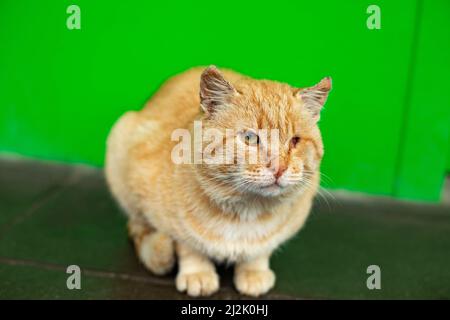 Streunende Katze mit roten Haaren. Katze auf der Straße. Leben ohne Meister. Stockfoto