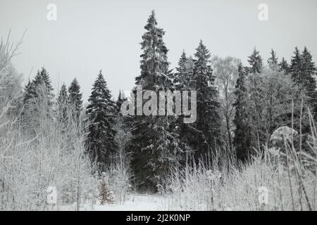 Wir aßen im Schnee. Winterwald außerhalb der Stadt. Landschaft im Nationalpark. Bäume nach Schneefall. Stockfoto