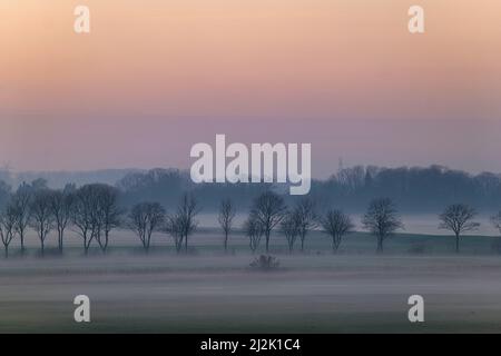 Bäume im nebligen Winterfeld bei Sonnenuntergang, Ostfriesland, Niedersachsen, Deutschland Stockfoto