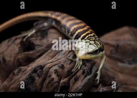 Nahaufnahme eines jungen Olivenbaums (dasia olivacea) auf Holz, Indonesien Stockfoto