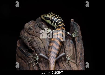 Nahaufnahme eines jungen Olivenbaums (dasia olivacea) auf Holz, Indonesien Stockfoto