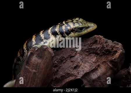 Nahaufnahme eines jungen Olivenbaums (dasia olivacea) auf Holz, Indonesien Stockfoto