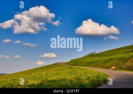 Leere kurvenreiche Straße durch Almwiesen, Appenzeller, Schweiz Stockfoto