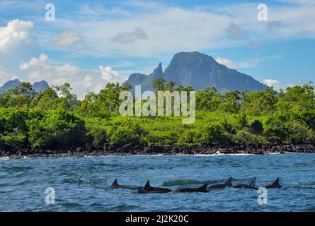 Delfine schwimmen entlang der Küste, Mauritius Stockfoto