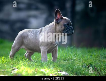 Alarm lustig fawn französisch Bulldog Welpen stand seitlich auf in einem Garten an einem sonnigen Sommertag copy Raum nach rechts Stockfoto