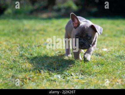 Junger französischer Bulldogge-Welpe, der an einem Sommertag den Garten im Freien erkundet und auf Gras mit Pflanzen im Hintergrund läuft, oben links Stockfoto
