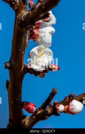 Eine Nahaufnahme von Blütenblüten mit geringer Schärfentiefe Stockfoto