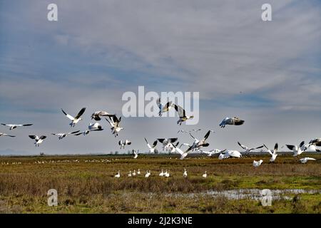 Ein Skein von Schneegänsen am HIMMEL Stockfoto