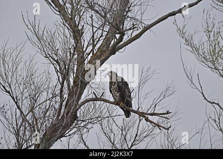 Ein jugendlicher Weißkopfadler - Haliaeetus leucocephalus Stockfoto
