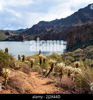 Blick auf die Bucht des Saguaro Lake mit Cholla-Kakteen vom Butcher Jones Wanderweg im Tonto National Forest, Arizona, USA. Stockfoto