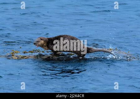 Otter, der auf einem Felsen im Ozean steht und Wasser schüttelt, British Columbia, Kanada Stockfoto