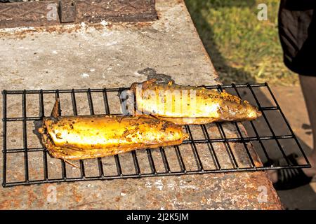 Makrelenfisch in einer Marinade auf einem Drahtgitter in einer Räucherei ist fertig. Der Prozess des Kochens von heiß geräucherter Makrele. Stockfoto