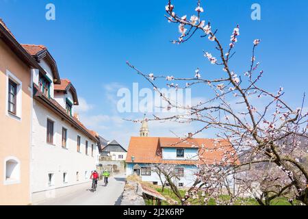Spitz: Weiler Schwallenbach, Kirche Schwallenbach, blühende Marille-Bäume blühen, Marillenblüte in Wachau, Niederösterreich, Niederösterreich Stockfoto