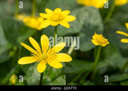 Ficaria, gelbe Frühlingsblume im Wald Stockfoto