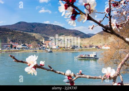 Spitz: Donau mit Fähre, Blick zur Kirche Spitz, blühende Marille-Bäume blühen, Marillenblüte in Wachau, Niederösterreich, Unteraustr Stockfoto