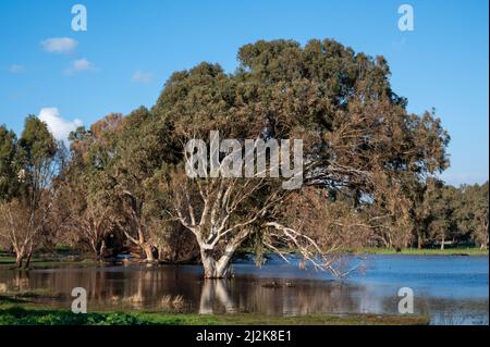 Sehr große Eukalyptusbäume in der Mitte des Wassers im See an einem sonnigen Tag. Blauer Himmel. Stockfoto