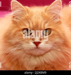 Verängstigte und überraschte rote Katze sieht mit weiten Augen aus. Hauskatze, Nahaufnahme. Stockfoto