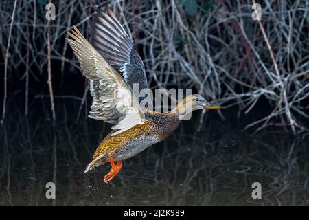 Weiblicher Mallard wird gestartet (Anas platyrhynchos) Stockfoto