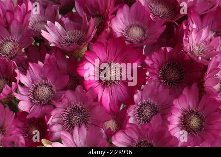 Bouquet von lila Blumen Xeranthemum L. Closeup. Draufsicht Stockfoto