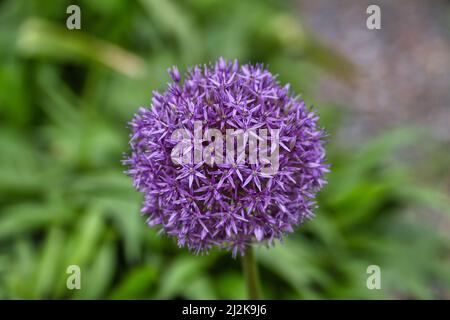 Eine selektive Fokusaufnahme einer violetten Allium-Pflanze Stockfoto