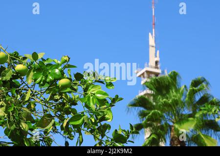 Blick auf Orangenbaum mit grünen Früchten und Marganit Tower als Hintergrund, Tel Aviv, Istael Stockfoto
