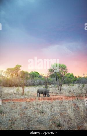 Sonnenuntergang über der Savanne. Aufnahme eines Nashorns in seinem natürlichen Lebensraum. Stockfoto