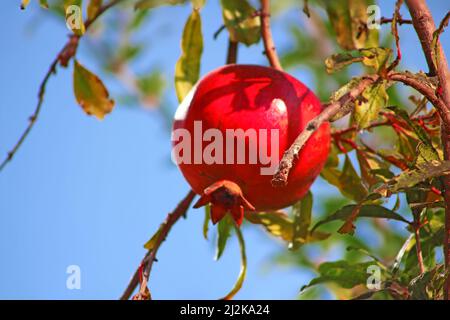 Rote reife Granatapfelfrüchte wachsen auf dem Granatapfelbaum im Garten. Punica granatum Frucht, Nahaufnahme. Granatapfel, um einen köstlichen Saft zu erzeugen Stockfoto