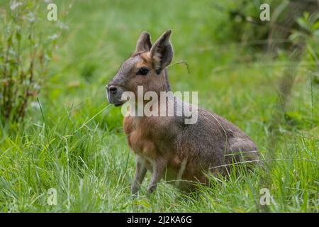 Patagonische mara (Dolichotis patagonum), die im Gras ruht Stockfoto