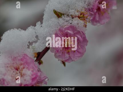 Nahaufnahme einer schneebedeckten japanischen blühenden Kirsche in voller Blüte, Schnee im April Stockfoto